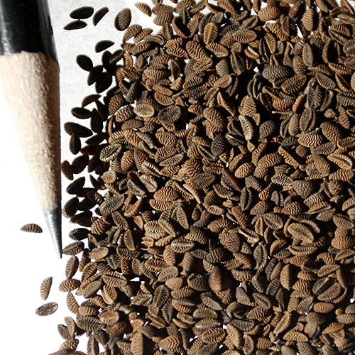 Lacy Phacelia Seeds - Image 5