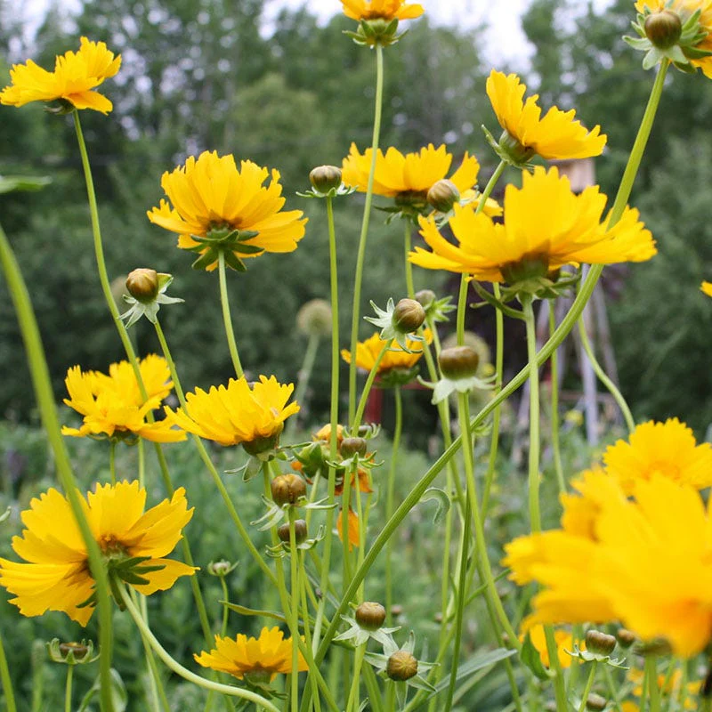 Lanceleaf Coreopsis Seeds - Image 4