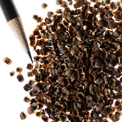Lanceleaf Coreopsis Seeds - Image 8