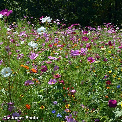 Landscaper's Big Blooms Wildflower Seed Mix - Image 2