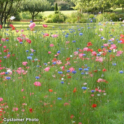 Landscaper's Big Blooms Wildflower Seed Mix - Image 3