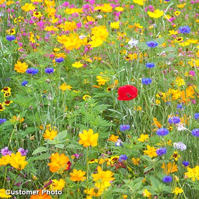 Landscaper's Big Blooms Wildflower Seed Mix - Image 4