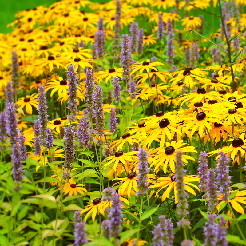 Lavender Hyssop Seeds - Image 3