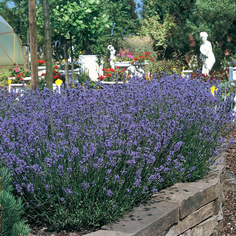Munstead Lavender Seeds - Image 3