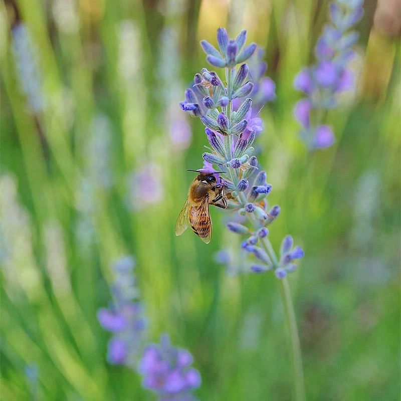 Munstead Lavender Seeds - Image 4