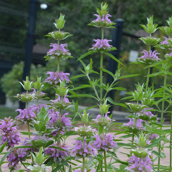 Lemon Mint Seeds - Image 2