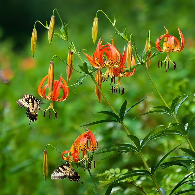 Native Turk's Cap Lily - Image 2