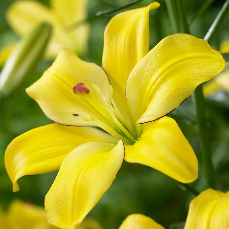 Yellow Cocotte Lily - Image 3