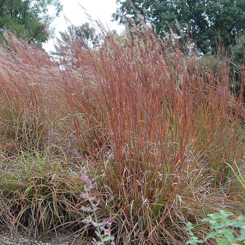 Little Bluestem Grass Seeds - Image 2