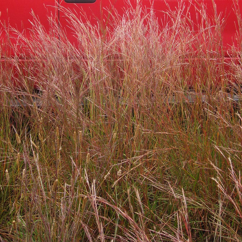 Little Bluestem Grass Seeds - Image 4