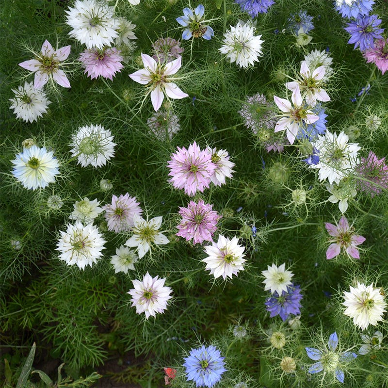Miss Jekyll Love In A Mist Seeds - Image 2