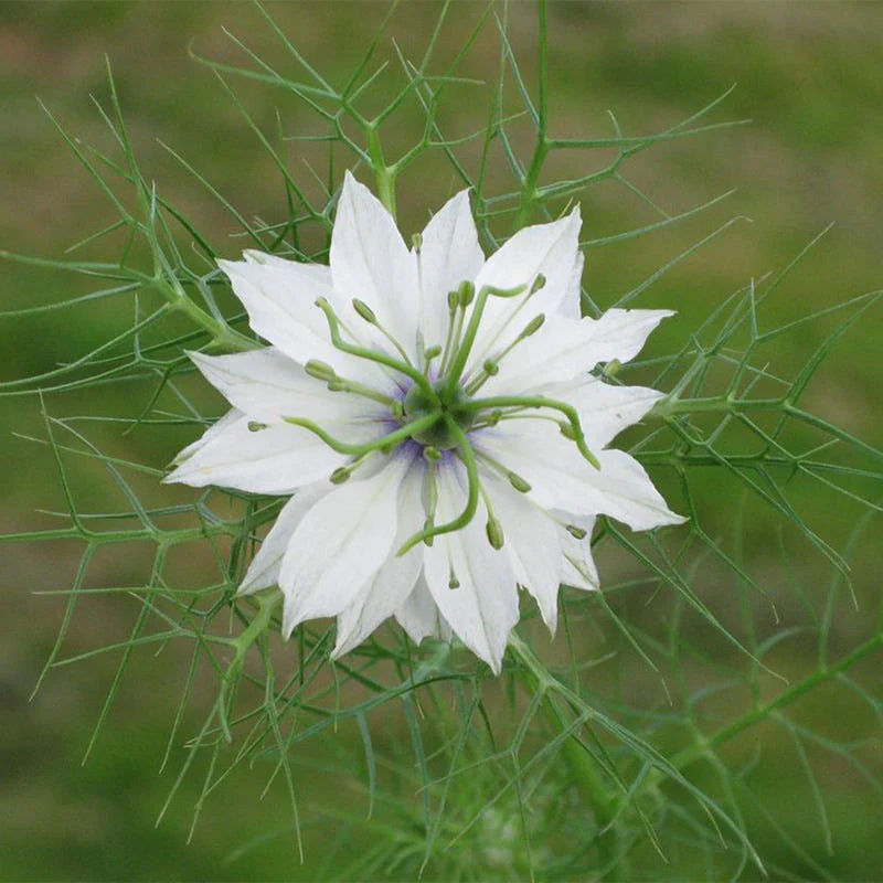 Miss Jekyll Love In A Mist Seeds - Image 3
