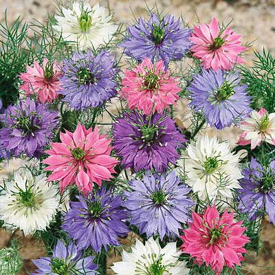 Miss Jekyll Love In A Mist Seeds - Image 4