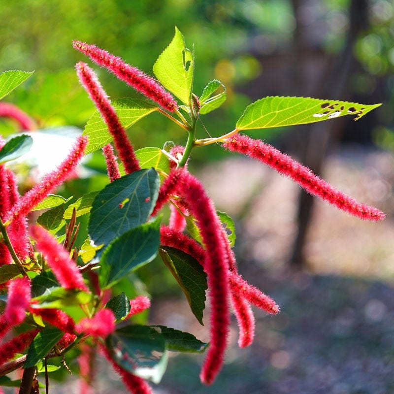 Love Lies Bleeding Seeds - Image 2