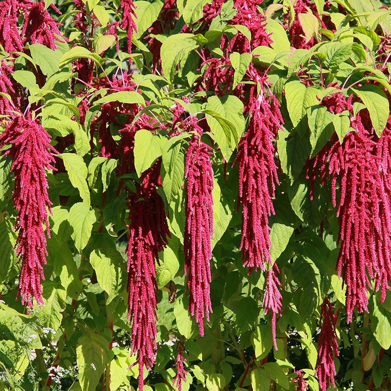 Love Lies Bleeding Seeds - Image 3