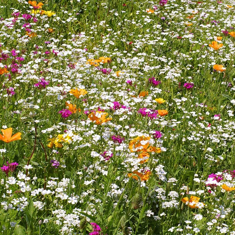 Low Grow Wildflower Seed Mix - Image 2