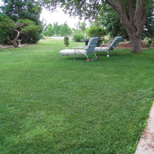 Low Work and Water Dwarf Fescue Grass Seed - Image 2