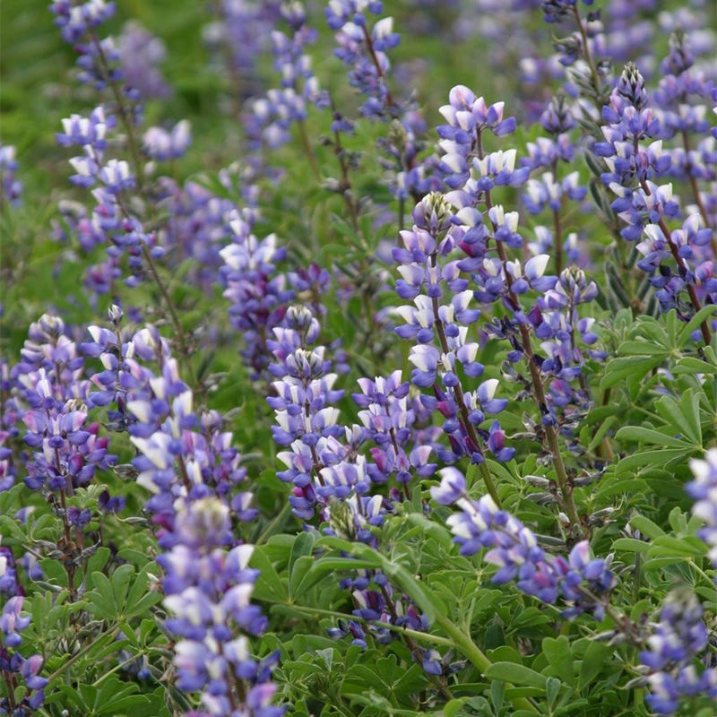 Lupine Seed Mix - Image 6