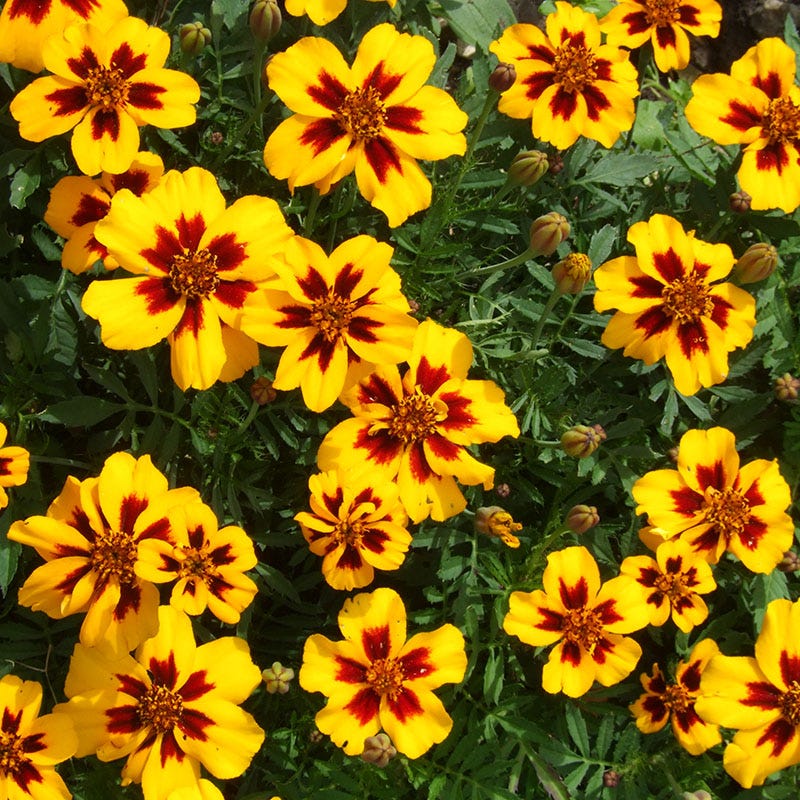 Naughty Marietta Marigold Seeds - Image 2