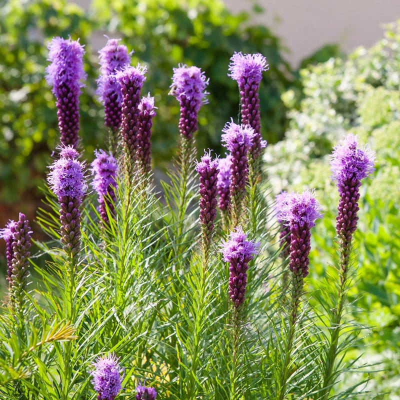 Meadow Blazing Star Seeds - Image 2