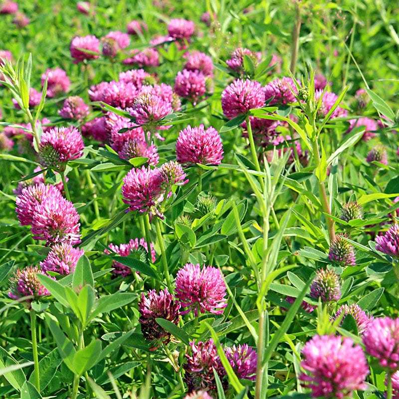 Medium Red Clover Seeds - Image 2