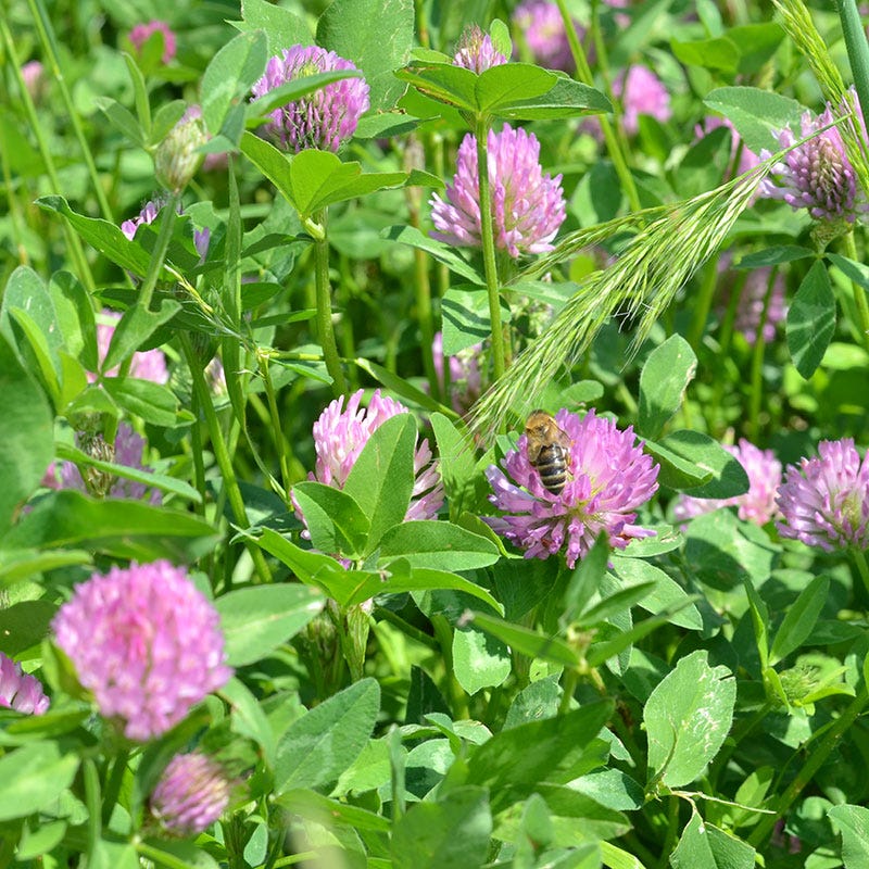 Medium Red Clover Seeds - Image 3