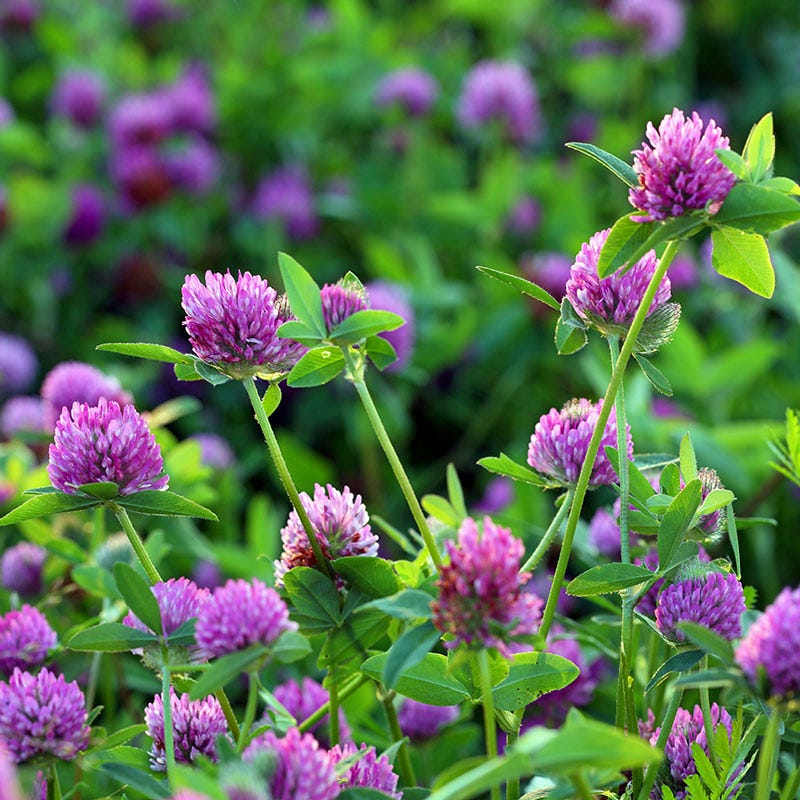 Medium Red Clover Seeds - Image 4