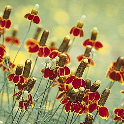 Mexican Hat Seeds - Image 2