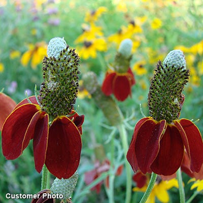 Mexican Hat Seeds - Image 3