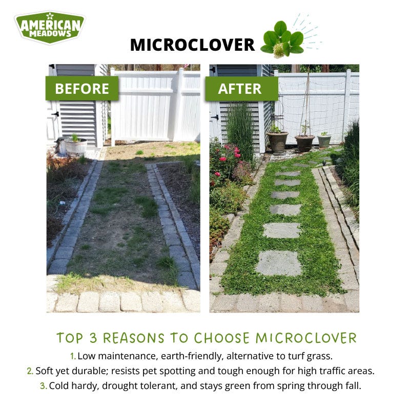 Microclover Seed - Image 5