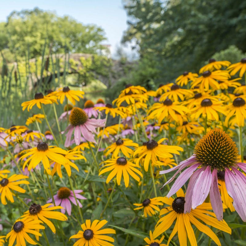 Midwest Pollinator Wildflower Seed Mix - Image 3