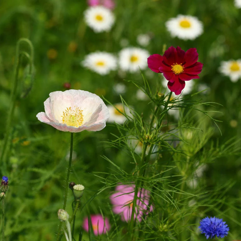 Midwest Select Wildflower Seed Mix - Image 10