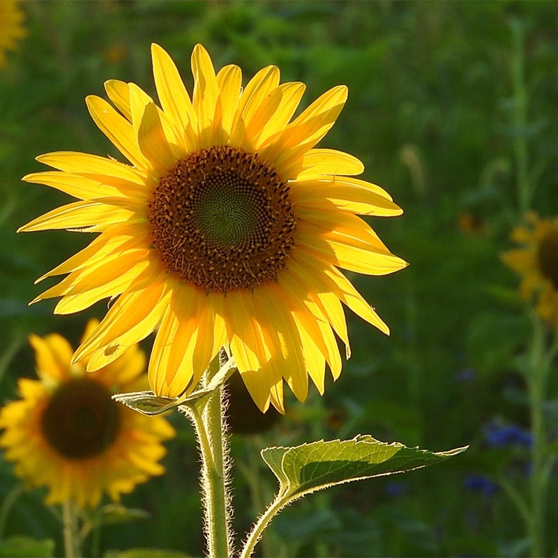 Midwest Select Wildflower Seed Mix - Image 11