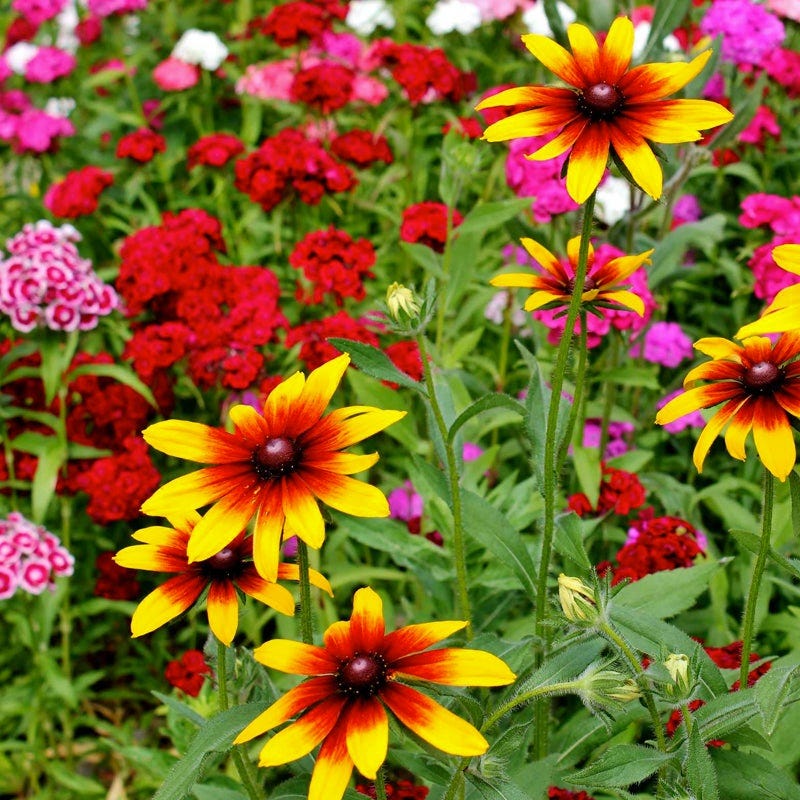 Midwest Select Wildflower Seed Mix - Image 2