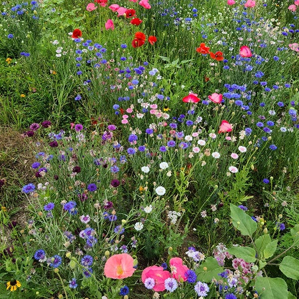 Midwest Select Wildflower Seed Mix - Image 3