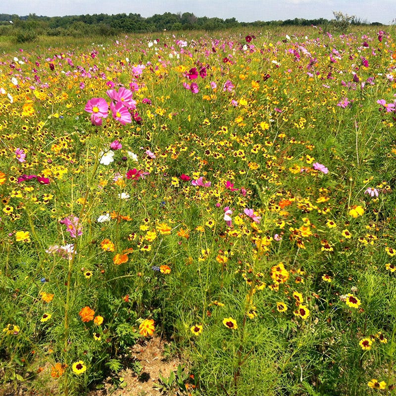 Midwest Select Wildflower Seed Mix - Image 8