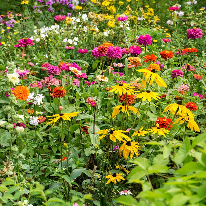 Mini Meadows Wildflower Seed Mix - Image 2