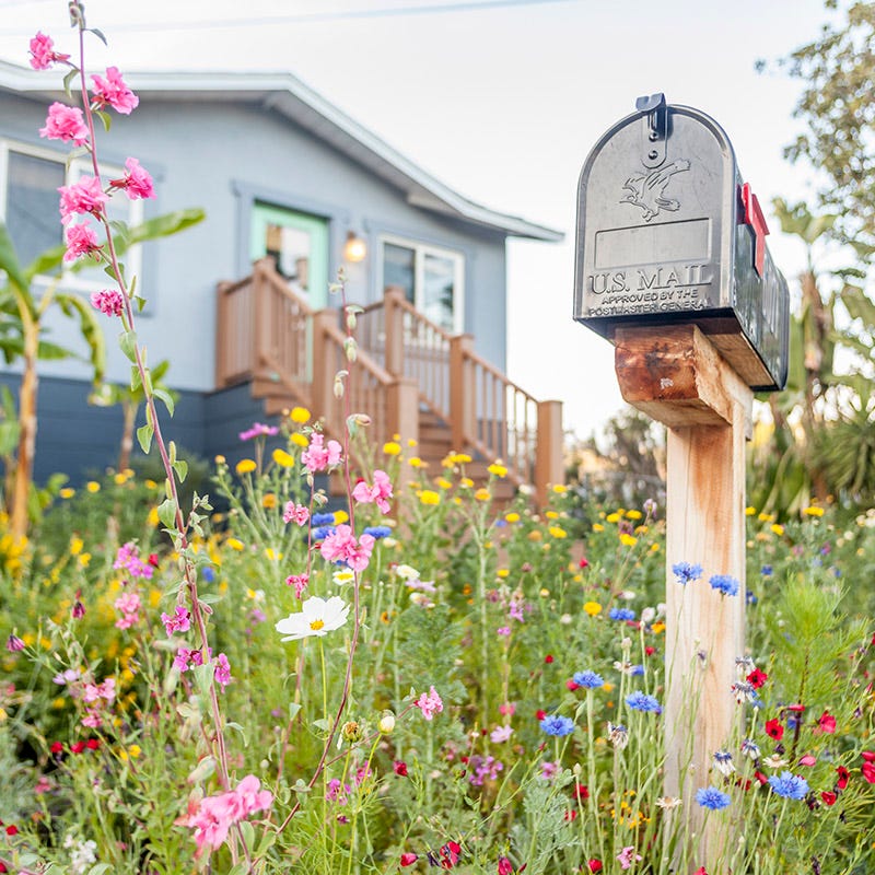 Mini Meadows Wildflower Seed Mix - Image 3