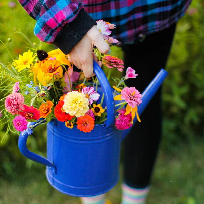 Mini Meadows Wildflower Seed Mix - Image 4