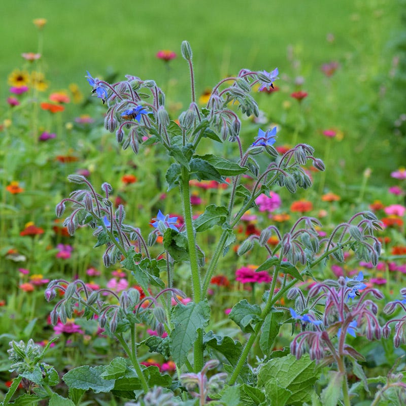 Mini Meadows Wildflower Seed Mix - Image 5