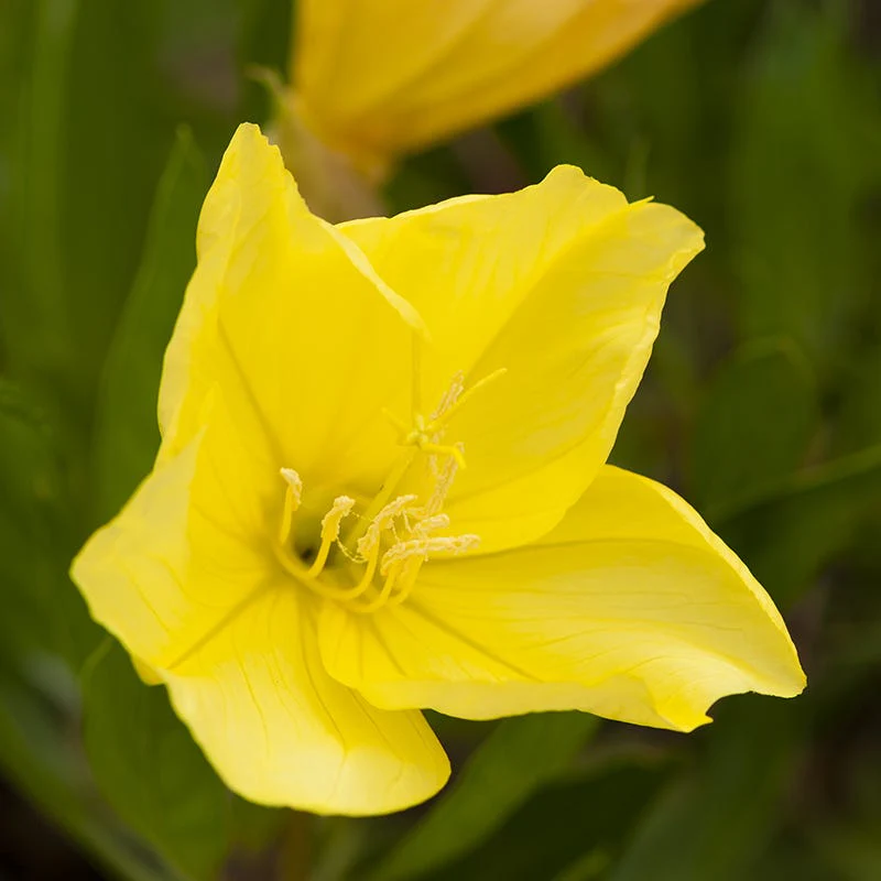Missouri Primrose Seeds - Image 2