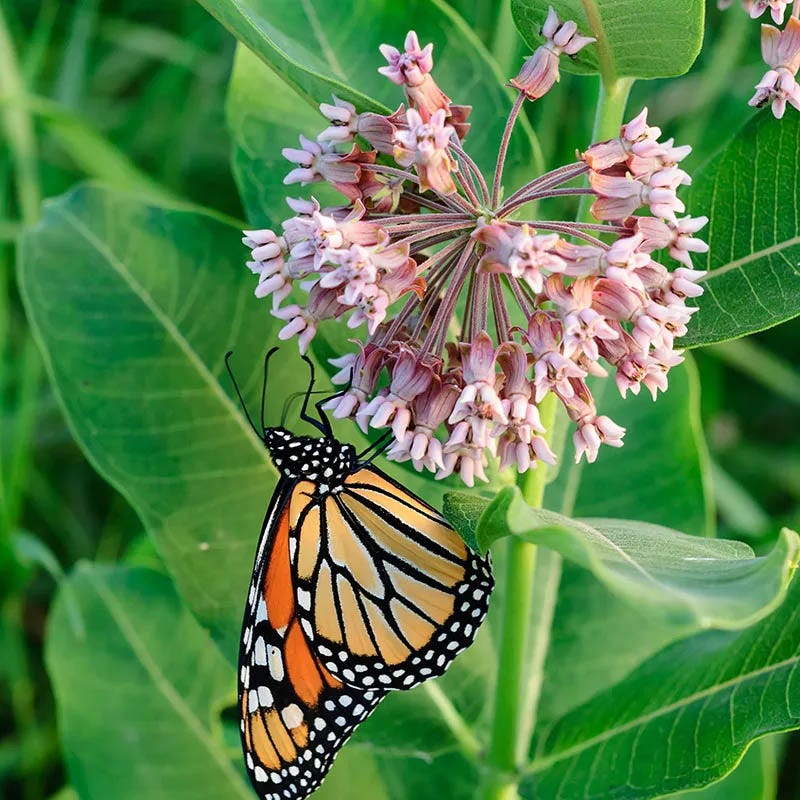 Monarch Butterfly Essentials Native Seed Packet Set - Image 3