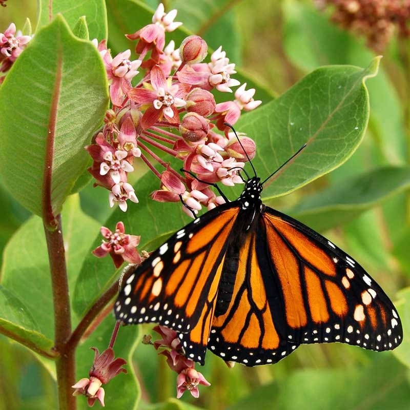 Monarch Butterfly Wildflower Seed Mix - Image 2
