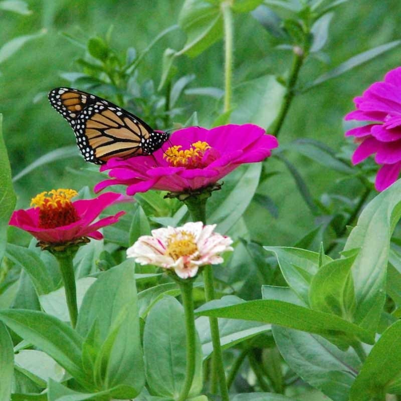 Monarch Butterfly Wildflower Seed Mix - Image 5
