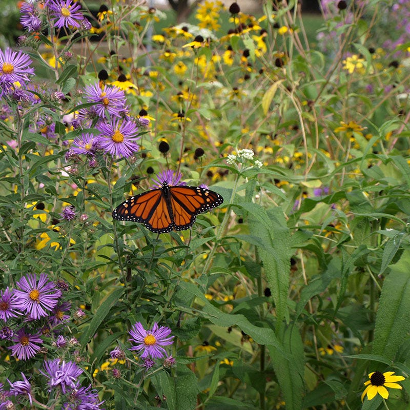 The Monarch Highway Native Wildflower Seed Mix - Image 7