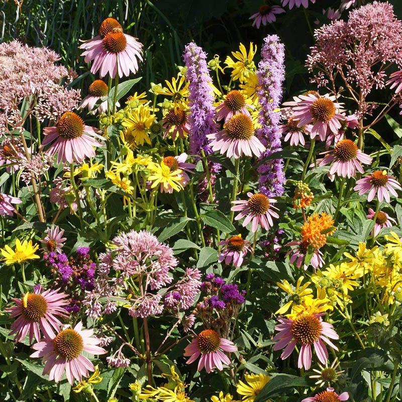 The Monarch Highway Native Wildflower Seed Mix - Image 8