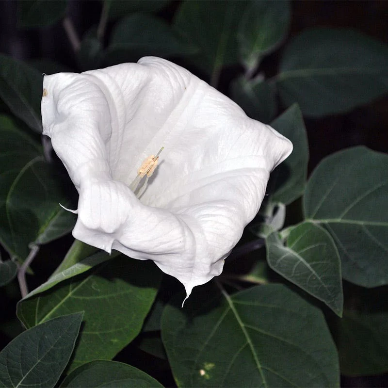 Moon Flower Seeds - Image 2