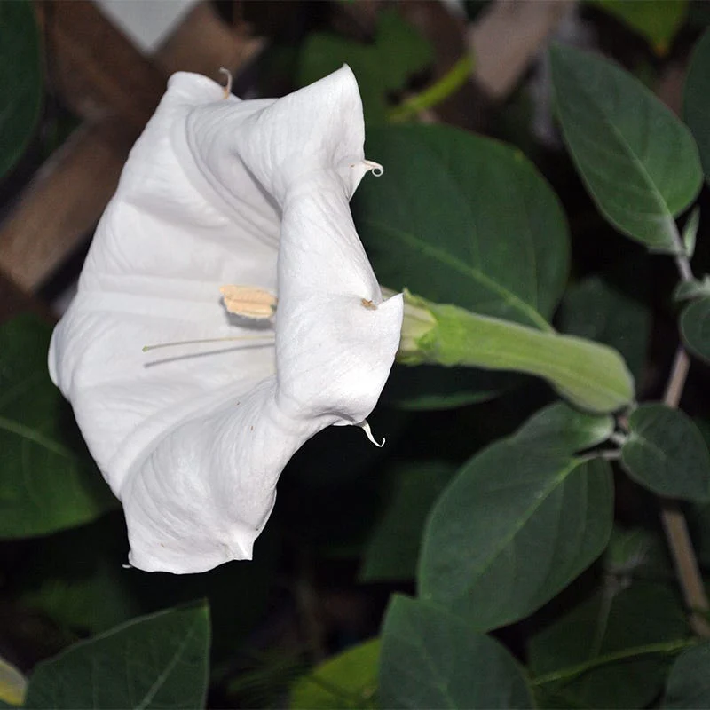 Moon Flower Seeds - Image 4