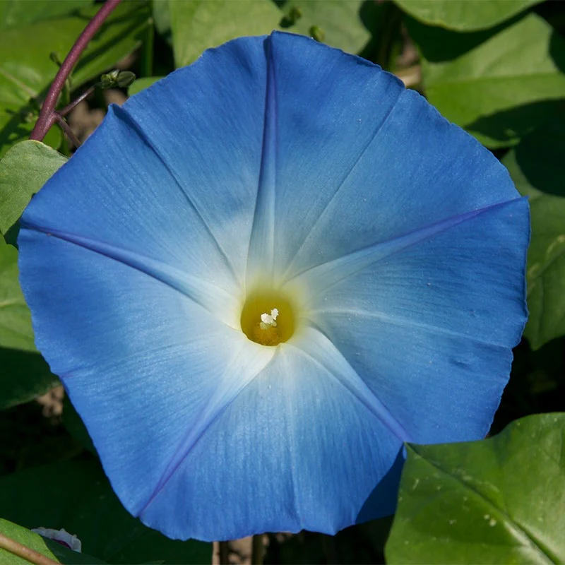 Heavenly Blue Morning Glory Seeds - Image 2