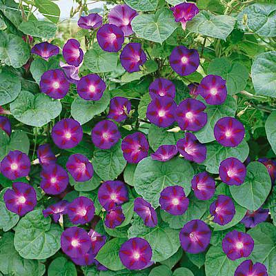 Grandpa Ott Morning Glory Seeds - Image 3